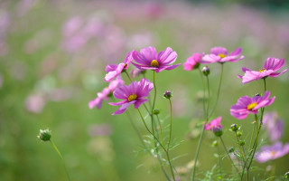 Purple flowers bokeh macro lily - purple flower free wallpaper for desktop