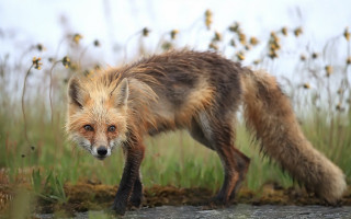 Red fox grass field river - a grass free wallpaper