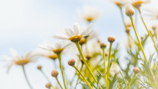 White flowers autumn bamboo blurry - a sky background behind them free wallpaper for desktop