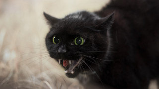 Black cat angry open mouth - tooth and teeth free wallpaper