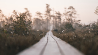 Wooden path foggy field trees - the air above free wallpaper