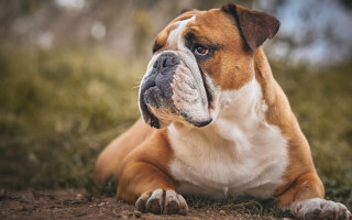 Shiba inu dog grass field - top of a grass free wallpaper