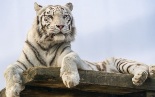 White tiger wooden structure animal - a wooden structure free wallpaper