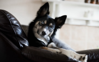 Dog couch paws up looking - its paw free wallpaper for desktop