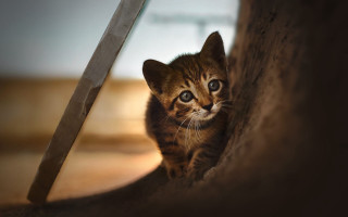 Kitten peeking wall scissors animal - amir zand free wallpaper