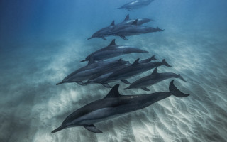 Dolphins diver ocean jigsaw award - photograph free wallpaper for desktop