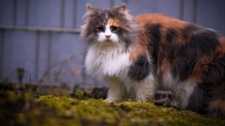 Cat grass fence blue wall - a blue wall behind free wallpaper