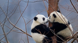 Panda tree touch face outdoors - the others face free wallpaper