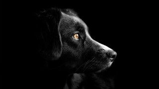 Black dog yellow eye looking 2 - a yellow eye free wallpaper