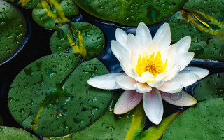 White yellow water lily green - water lily free wallpaper