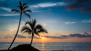 Palm trees beach ocean sunset - sunset time free wallpaper
