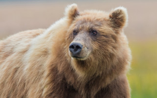 Brown bear field sad look - free animals wallpaper