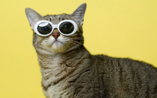 Cat glasses yellow background popart - a yellow background behind free wallpaper for desktop