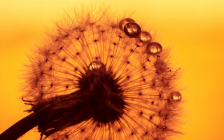 Dandelion water drops macro naturalism - drop of water free wallpaper for desktop