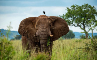Elephant bird field forest sky - an elephant free wallpaper