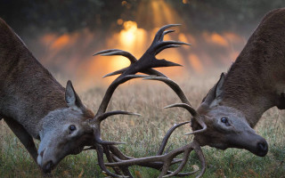 Deer fighting antlers sunset field - two deer free wallpaper