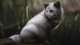 Small gray dog forest grass - caspar wolf free wallpaper for desktop