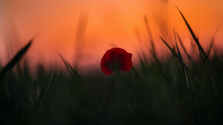 Red flower field sunset blurry - a red sky in the background free wallpaper for desktop