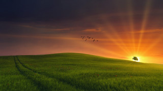 Field tree birds sunset horizon - a flock of birds free wallpaper