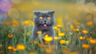 Cat flower field tongue out - a field of flowers free wallpaper for desktop