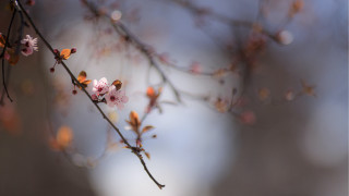 Cherry blossoms branch flower leaves - soft focus free wallpaper
