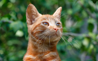 Cat green background trees blurry - a cat free wallpaper