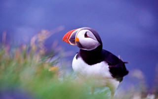 Bird red beak rock grass - a red beak free wallpaper for desktop