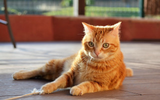 Cat leash orange shiba inu - a leash free wallpaper