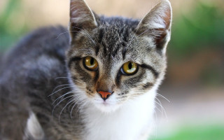 Cat white chest brown eyes - a blurry background of grass and bushes free wallpaper