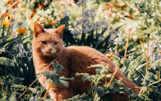 Sad cat autumn flower field - a sad look free wallpaper
