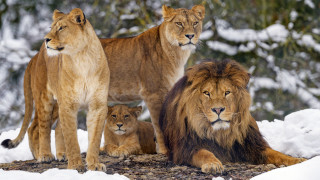Lions snowy outdoor nature wildlife - ground next free wallpaper