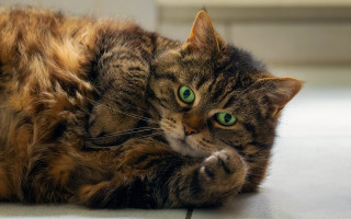 Curious green eyed cat jigsaw - curious free wallpaper