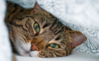 Curious cat under blanket green - curious free wallpaper