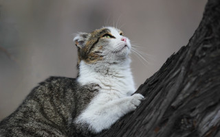 Cat sitting on branch looking - paw free wallpaper