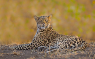 Leopard grass blurry background jaguar - a blurry background of grass and bushes free wallpaper