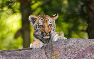 Tiger cub serious look rock - a tiger cub free wallpaper