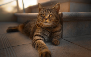 Cat staircase rail light focus - a light shining free wallpaper