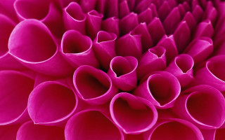 Close up pink flower petals - petal and petals free wallpaper