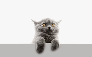 Surprised cat over wall shock - grey background free wallpaper