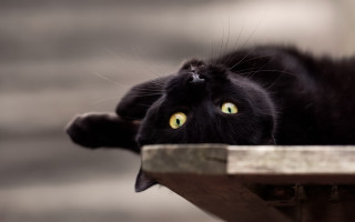 Black cat green eyes curious - beautiful eye free wallpaper