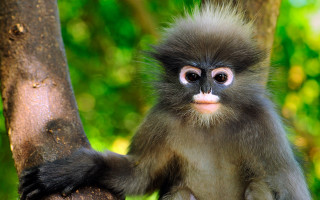 Monkey long tail tree branch 2 - its eye wide open free wallpaper for desktop