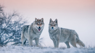Two wolfs snowy field open - two wolf free wallpaper