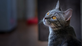 Cat looking up blurry background - a cat free wallpaper