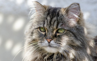 Cat green eyes lion portrait - brenda chamberlain free wallpaper