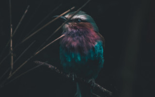 Colorful bird night branch blurry - a blurry background of branches free wallpaper