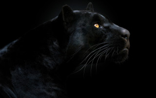 Black panther yellow eyes night - a black panther free wallpaper for desktop