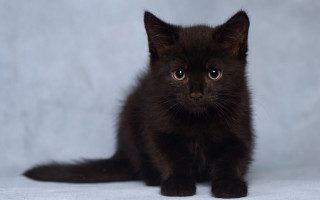 Black kitten blue eyes vanitas - vanita free wallpaper