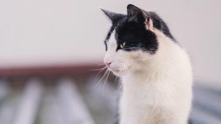 Black white cat looking distance - the distance free wallpaper
