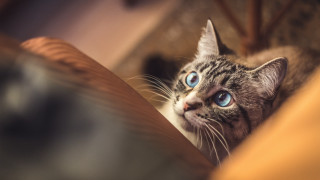 Cat blue eyes looking up 6 - the distance free wallpaper