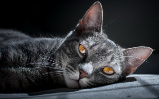 Cat couch wideeyes blackbackground vanitas - vanita free wallpaper for desktop